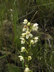 Koellensteinia eburnea