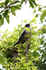 Garrulus lanceolatus