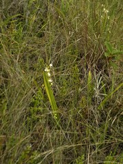 Koellensteinia eburnea
