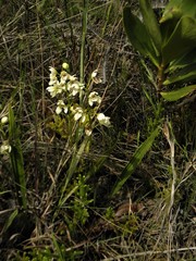 Koellensteinia eburnea