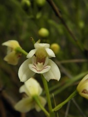Koellensteinia eburnea