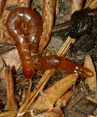 Theatops erythrocephalus