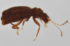 Dasycerus carolinensis