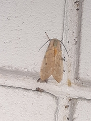 Halysidota cinctipes