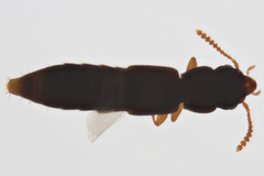 Phloeocharinae