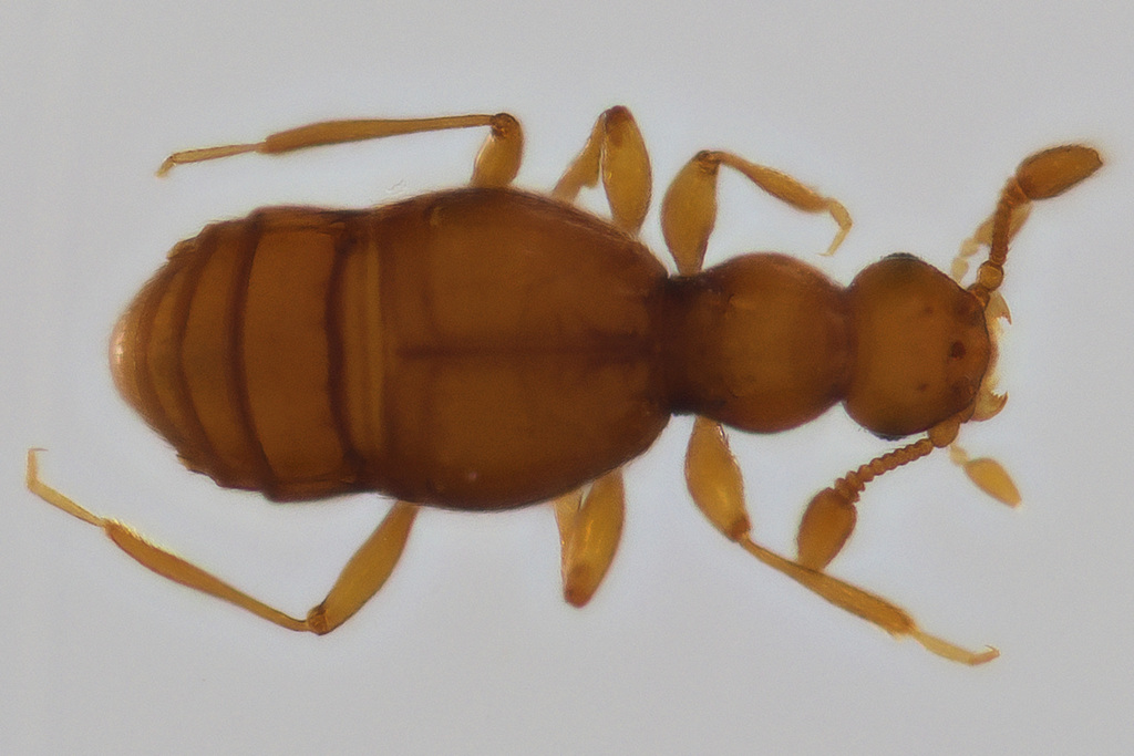 Trimiomelba