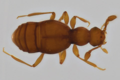 Trimiomelba dubia