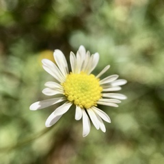 Brachyscome paludicola