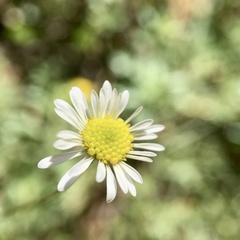 Brachyscome paludicola