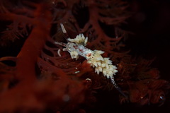 Cuthona hamanni