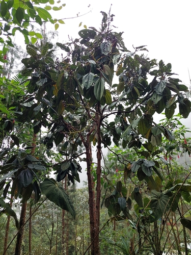 Image of Meriania nobilis by (c) Daniel Mesa, some rights reserved (CC BY)