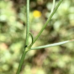 Brachyscome paludicola