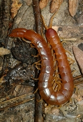 Theatops erythrocephalus