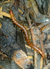 Theatops erythrocephalus