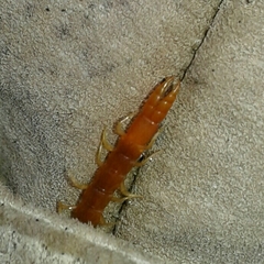 Theatops erythrocephalus