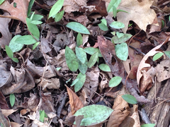 Erythronium americanum