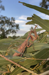 Sphodropoda quinquedens