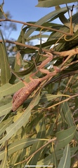 Sphodropoda quinquedens