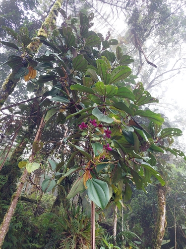 Image of Meriania nobilis by (c) Daniel Mesa, some rights reserved (CC BY)