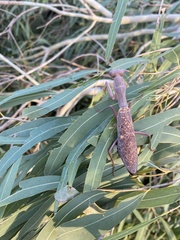 Sphodropoda quinquedens