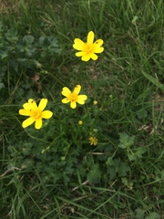 Ranunculus petiolaris