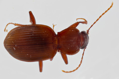 Pterostichus palmi