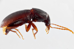 Gastrellarius unicarum