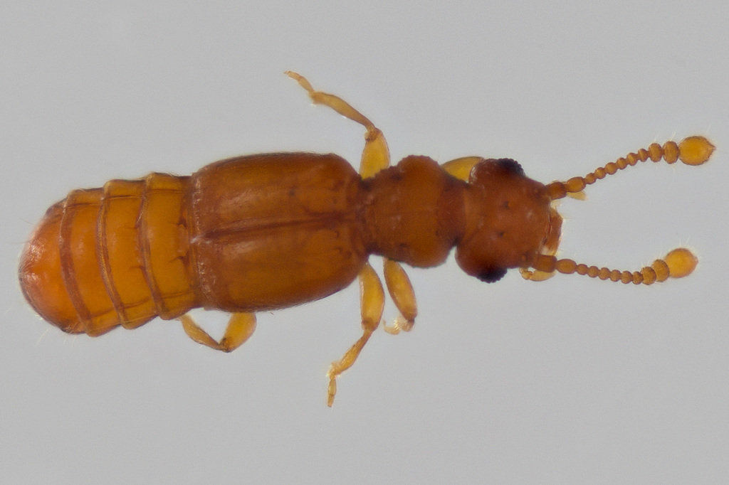 Leptoplectus