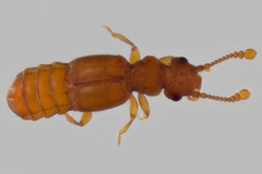 Leptoplectus