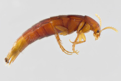 Ischnosoma lecontei