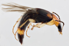 Lordithon obsoletus