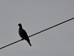 Patagioenas subvinacea