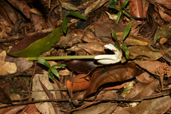 Posoqueria latifolia