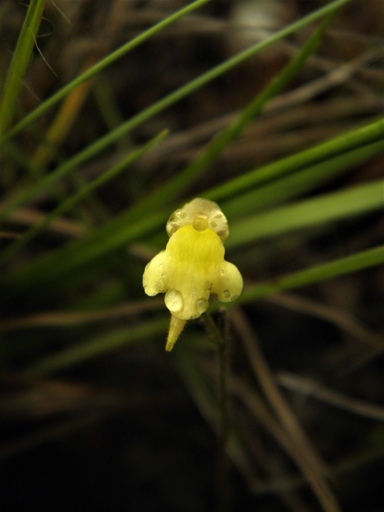Genlisea tuberosa Rivadavia, A.Fleischm. & Gonella