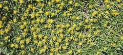 Azorella ruizii