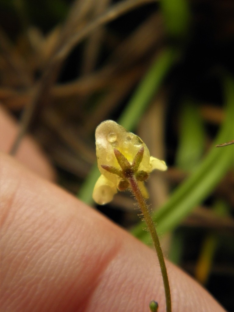 Genlisea tuberosa Rivadavia, A.Fleischm. & Gonella 2