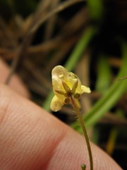 Genlisea tuberosa