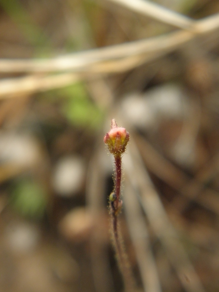 Genlisea tuberosa Rivadavia, A.Fleischm. & Gonella 3
