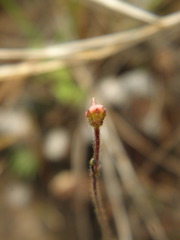 Genlisea tuberosa