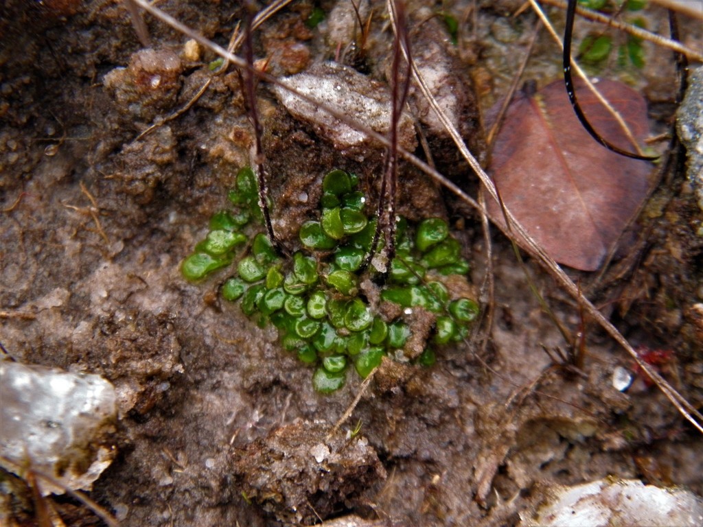 Genlisea tuberosa Rivadavia, A.Fleischm. & Gonella 4