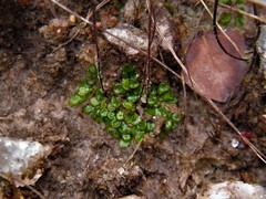 Genlisea tuberosa