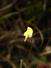 Genlisea tuberosa