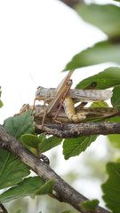 Schistocerca piceifrons peruviana