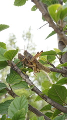 Schistocerca piceifrons peruviana