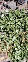 Arenaria serpens
