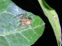 Anyphaena accentuata