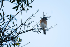 Sialia sialis image