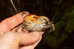 Trichodactylus fluviatilis