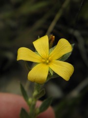 Turnera oblongifolia