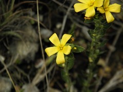 Turnera oblongifolia